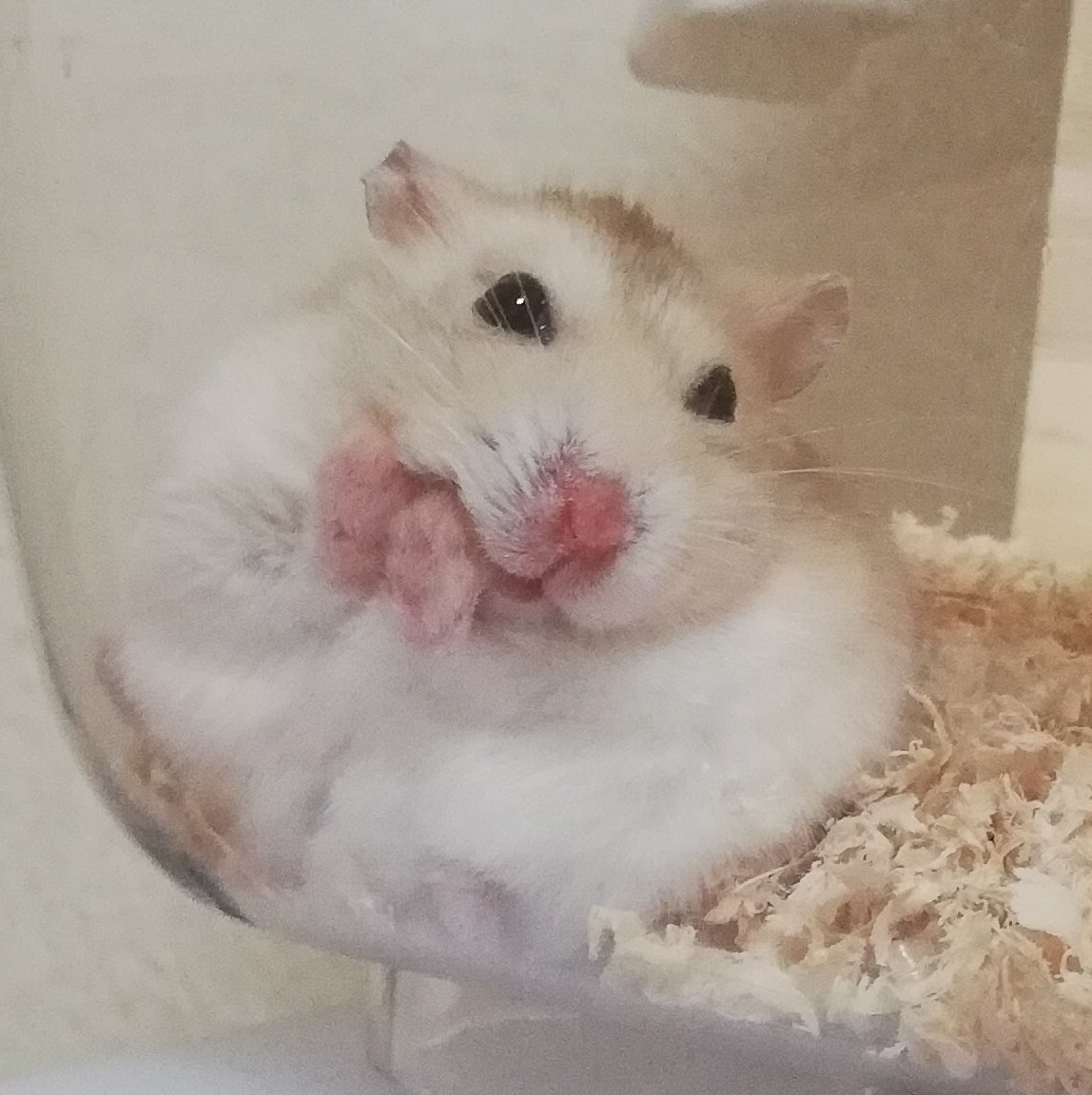 ハムの日 は ハムスターの日 かわいくすこやかなハムスターをあつめました Togetter