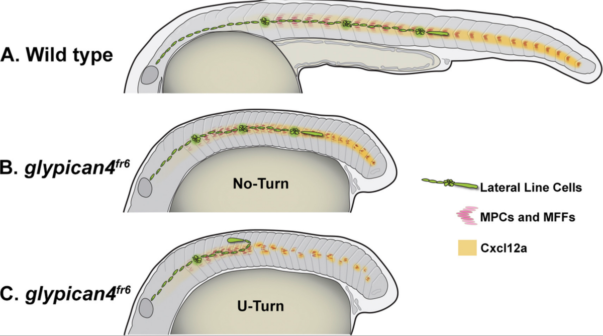 Dev_Bio_Journal's tweet photo. #DBfeatures #DBthrowback #DevBio #cellmigration #lateralline #zebrafish 🐟

"Glypican4 modulates lateral line collective cell migration non cell-autonomously" by Marina Venero Galanternik @vg_biomarina @LabPiotrowski et al in 2016.

Check it out here -> https://t.co/Te8eDTRIL5 https://t.co/6G745heng4