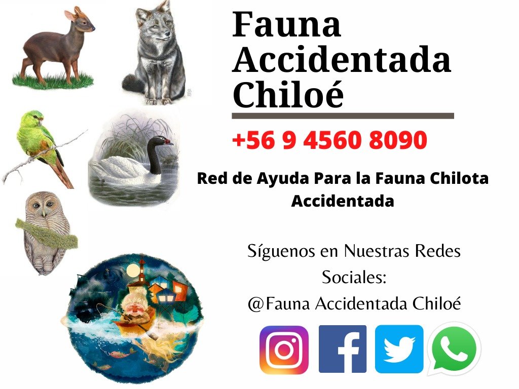 Fauna Accidentada Chiloé tweet media