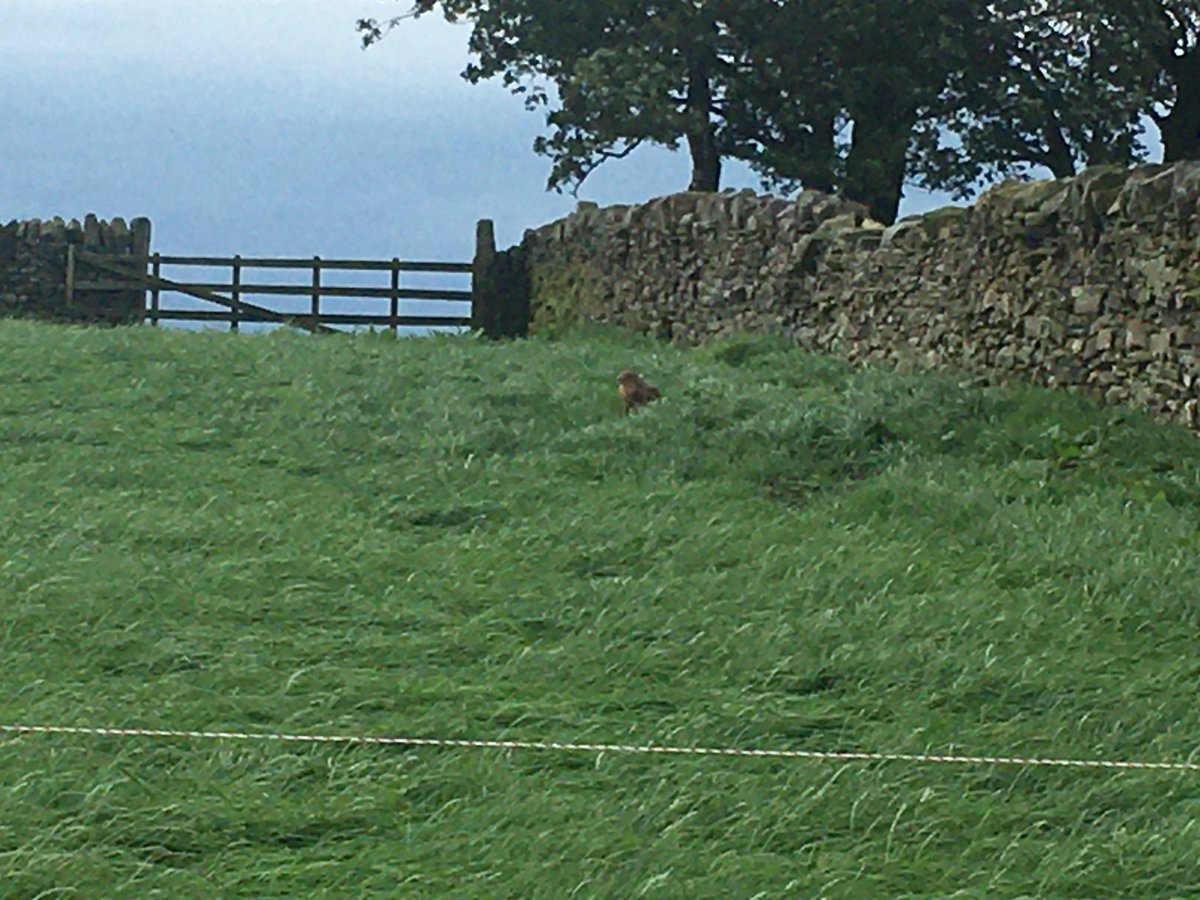 #Farm24 one of many hares on the farm