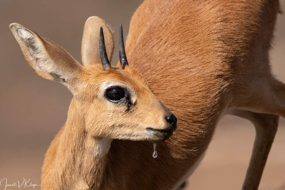 GOOD MORNING

📸Janet Kleyn at the PhotoMashatu hide. 
#TBT
#setso