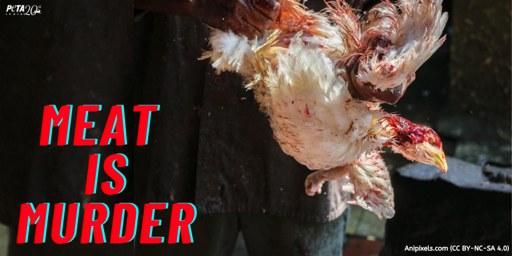 PetaIndia's tweet photo. For a moment of your taste, she lost her life! 💔

#GoVegan #EndSpeciesism https://t.co/5ZlLQ3VSXn
