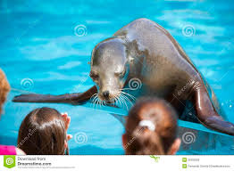 The previous week I went to the river and beach to do the cleansing for someone. The 1st thing I noticed when I was on the beach just right in front of us maybe two feet’s away a seal yaphuma emanzini yasijonga. For a good 30 seconds, it looked at us while we were busy talking.