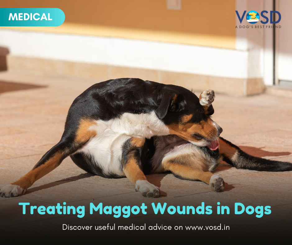 VOSD1's tweet photo. Dealing with, or even looking at maggots is difficult for most of us. But what if your dog suffers from a wound that ends up attracting maggots? 

Read more:
https://t.co/2WJ8jUUljf 

Discover more useful medical advice on the VOSD website.

#dogs #vosddogs #dogsofvosd #faqs https://t.co/WPzz6sN1lS