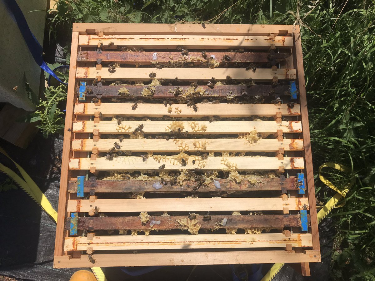 HarboroughHoney's tweet image. One of the 6 new hives in one of our apiaries this year ended up with a mix of short and deep brood frames. It’s far from ideal but that’s what the bees were on. Over the last month I’ve been gradually moving them out to the edges for removal. #wrongsize #national #bees #Honey
