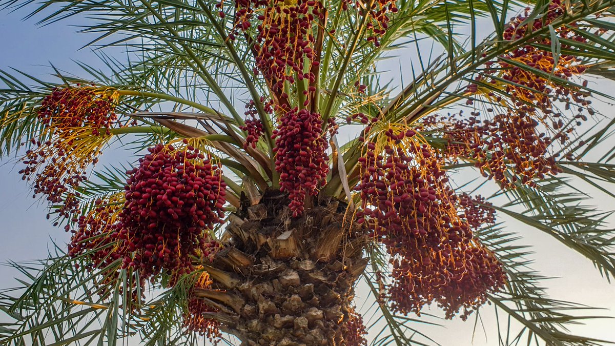 صبح بخیر پاکستان🇵🇰
فَبِأَيِّ آلاءِ رَبِّكُمَا تُكَذِّبَانِ
اور اپنے رب کی کون کون سی نعمتوں کو جھٹلاو گے۔
《》
چلیں آئیں مل کے اللہ سبحان تعالی کی ہر دی ہوئی نعمت کا شکر ادا کرتے ہیں۔ شکر الحمداللہ https://t.co/a9B2t4JcEJ