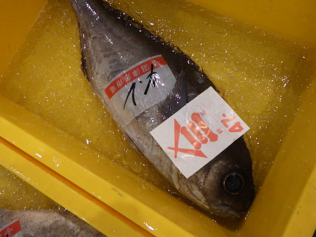 kirin4129's tweet photo. 今朝の仕入れは、伊豆・下田産の目鯛(めだい)などです。#新鮮な魚
Bought a Japanese butterfish at the Numazu fish market this morning #ruffe #bream https://t.co/9tnSCnN4iO