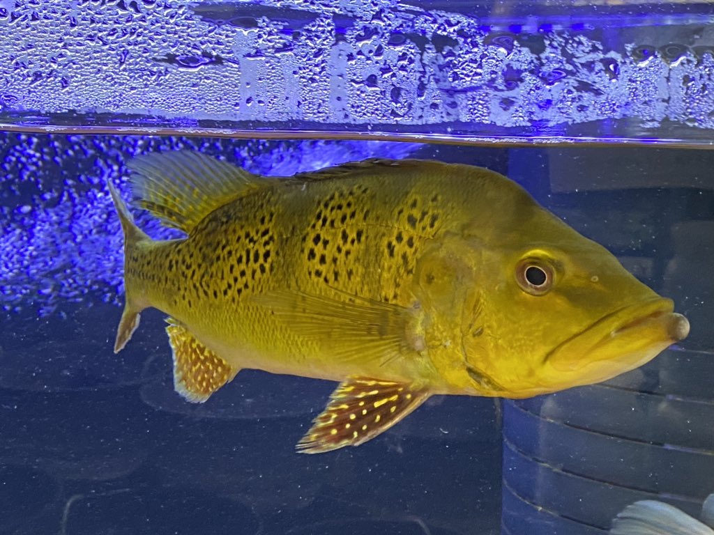 リミックスみなと熱帯魚 久々の激美のケルベリィ 30cm とタンクメイトにもすぐに導入しやすいサイズです 大型魚 古代魚 熱帯魚 T Co Y85aixwetk Twitter
