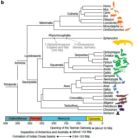 So what did we find out? Phylogenetic position and date to most recent common ancestor sorted. Closest relatives lizards and snakes, but they diverged ~250 mya.