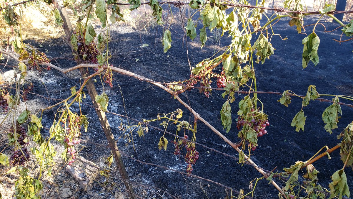 CALFIRE_ButteCo's tweet photo. #StanfordFire [final] The fire was contained to two spots approximately 1/8 acre each. See the news release regarding a citation issued for the powered equipment-caused fire. https://t.co/Y9f0CZOsAQ