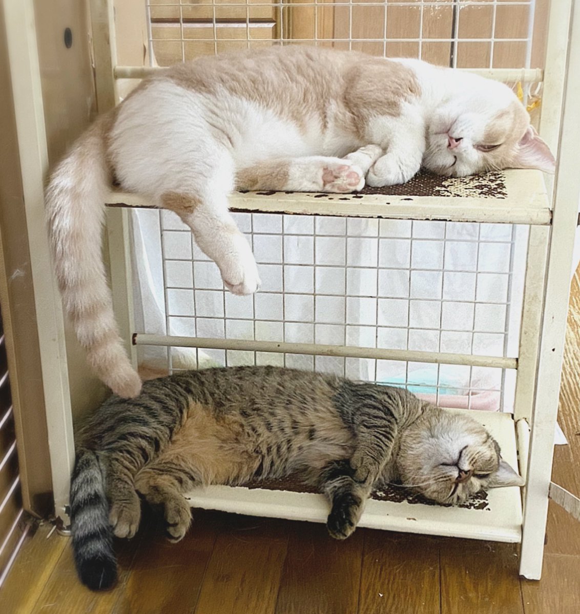 こんにちは♪
お久しぶりです。
目眩はお薬で少し楽になりました。
原因の治療の為…完治まで3、4か月かかるとの事…。
スマホ、パソコンは禁止からあまり見ないようにに変わりましたが、引き続き、休職と安静…。
休み休みツイートしたいと思います。

#猫 #猫好きさんと繋がりたい