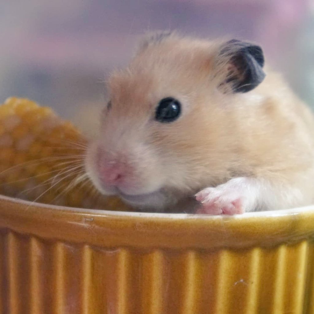 ハムの日 は ハムスターの日 かわいくすこやかなハムスターをあつめました Togetter