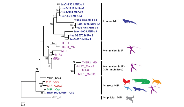 It is a big genome, so what makes it so big? Repeats, lots and lots of repeats. Many of these are newly described. Curiously one class of repeats, MIRs, previously known mostly from mammals is abundant in tuatara.