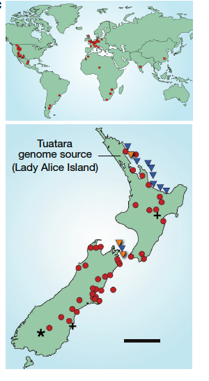 The tuatara's ancestors once spanned the globe, but that lineage of reptiles seems to have disappeared from everywhere except NZ ~30 mya. Tuatara once common across NZ are now restricted to 32 offshore Islands and a few sanctuaries. IUCN lists them as Vulnerable