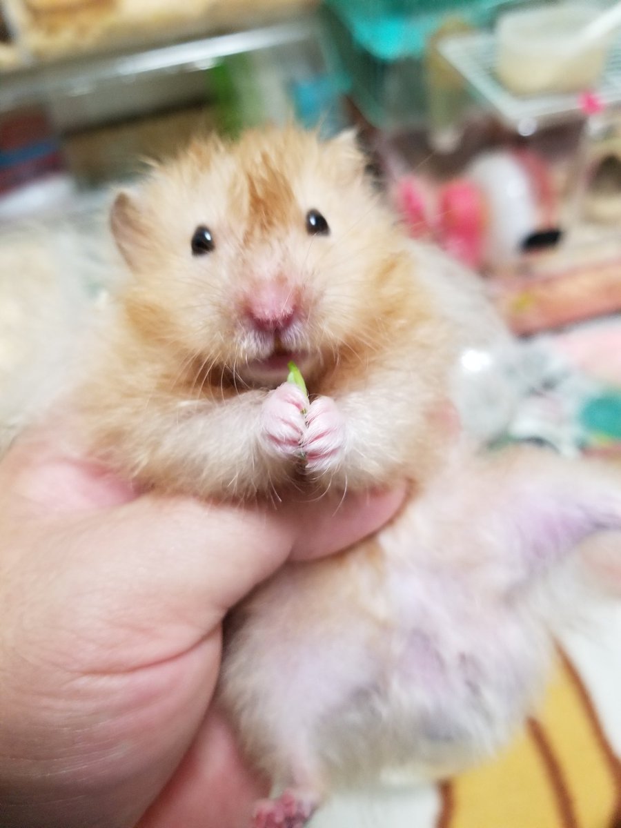 ハムの日 は ハムスターの日 かわいくすこやかなハムスターをあつめました Togetter