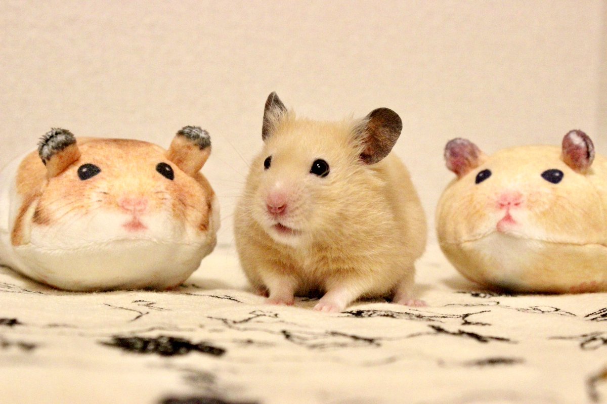 ハムの日 は ハムスターの日 かわいくすこやかなハムスターをあつめました Togetter