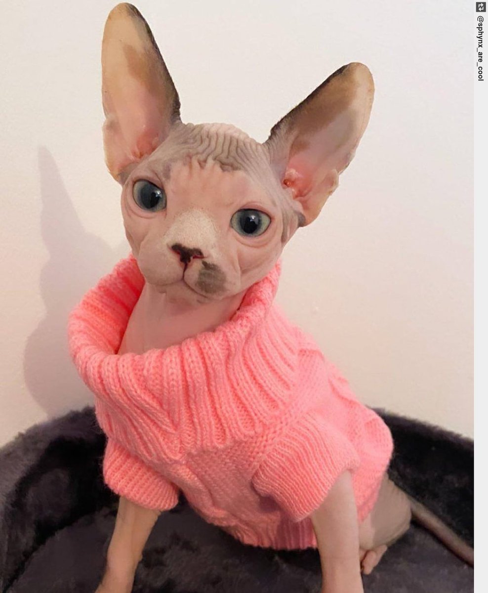 Does pink make my ears look big . Credits: . - Follow Us - Tag us - #sphynxlovers #sphynxkitty #sphynxclub #ingloriouscats #sphynxcat #hairlesscat