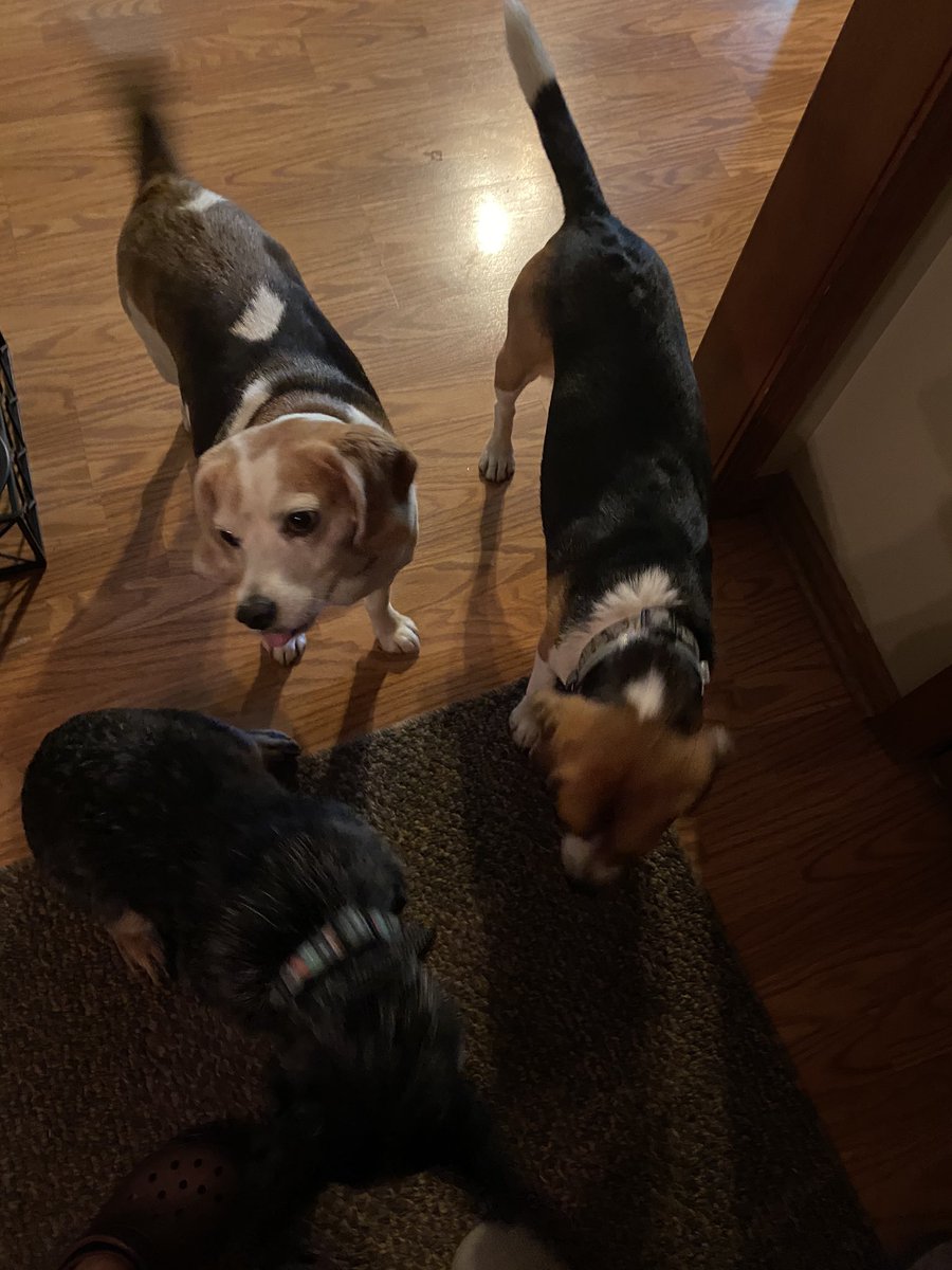 remmydbeagle's tweet photo. Who knew getting a picture of 3 doggies was the most difficult thing to do? But hey we have a new sister! A blue heeler named Josie Mae!!! https://t.co/81uQaWYGbn