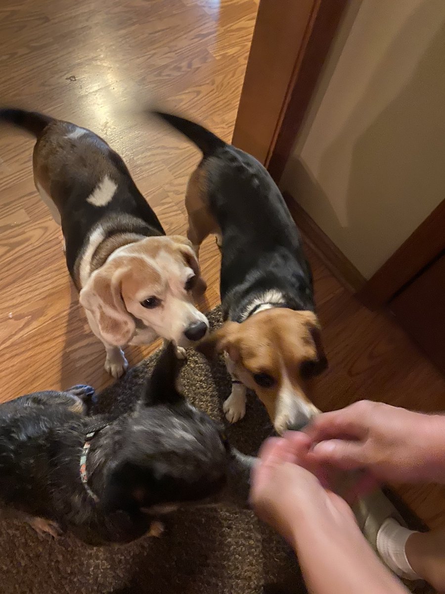 remmydbeagle's tweet photo. Who knew getting a picture of 3 doggies was the most difficult thing to do? But hey we have a new sister! A blue heeler named Josie Mae!!! https://t.co/81uQaWYGbn