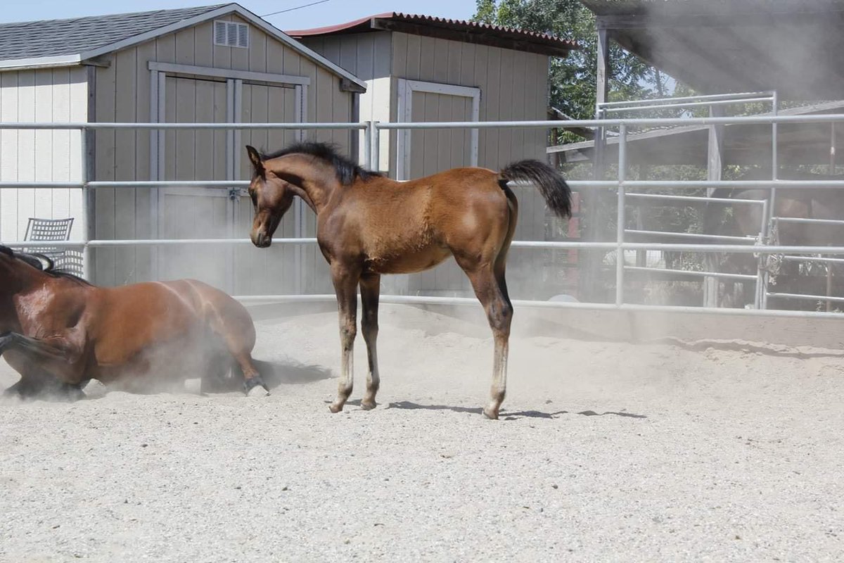 comarah_stables's tweet photo. Baby pictures! #ArabianHorse #arabiangelding https://t.co/vhSEHM4yBo