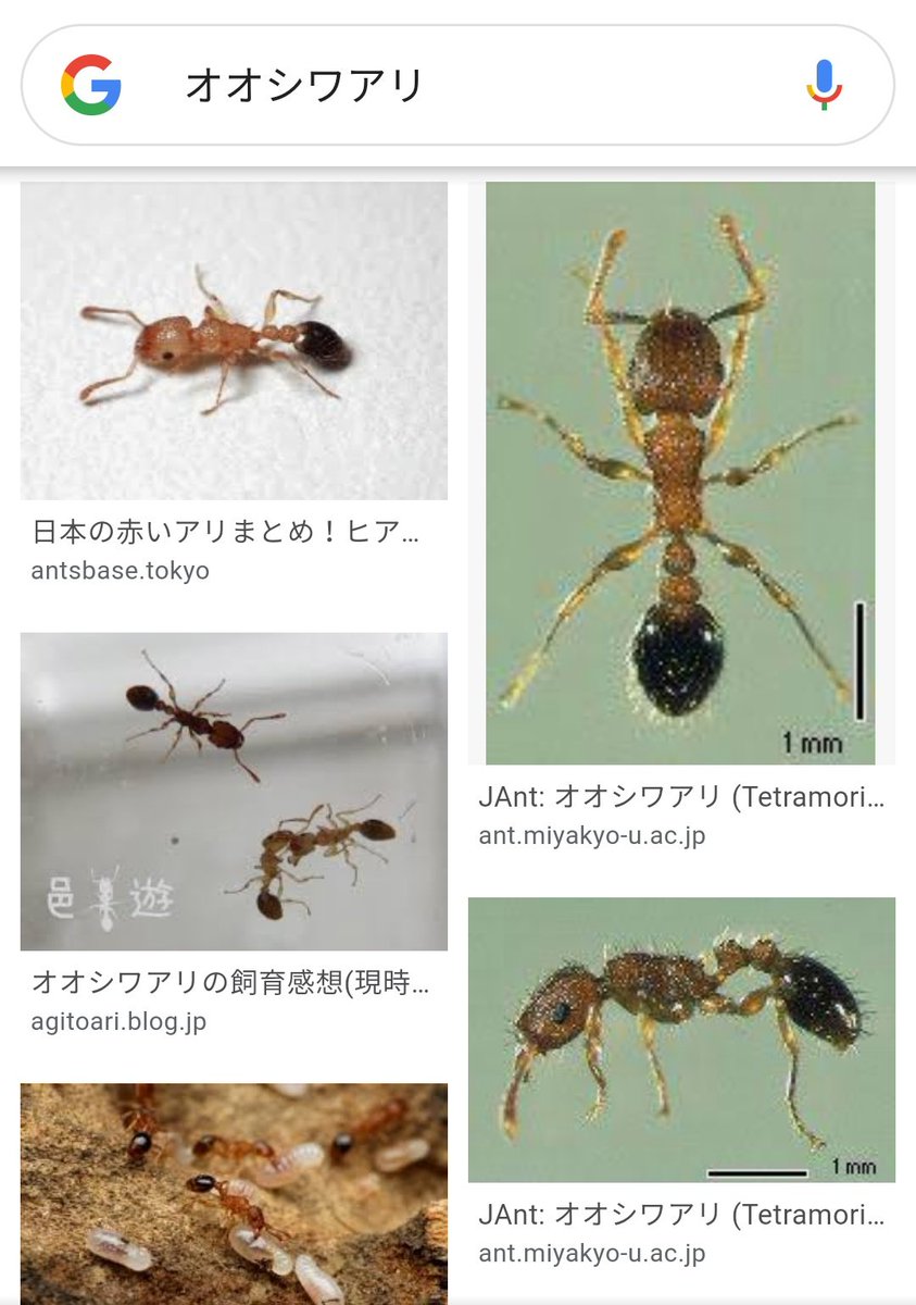 アリ アドス V Twitter Kbaseballove 頭が黒いのもヒアリではない特徴の一つですな ただし頭と胸が赤 腹が黒いアリ ヒアリではない アリグモ ヒアリ 環境省 オオシワアリ T Co Ipkjh8iol1 Twitter