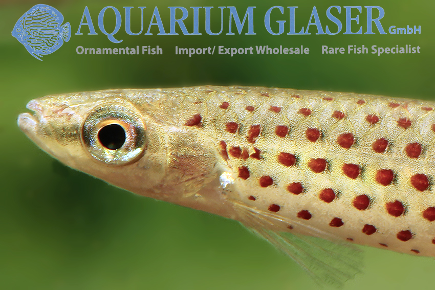 aquariumglaser's tweet photo. #copella #meinkeni
find more details and pics @ https://t.co/kgExUnuDLM https://t.co/tbNpYy0yps