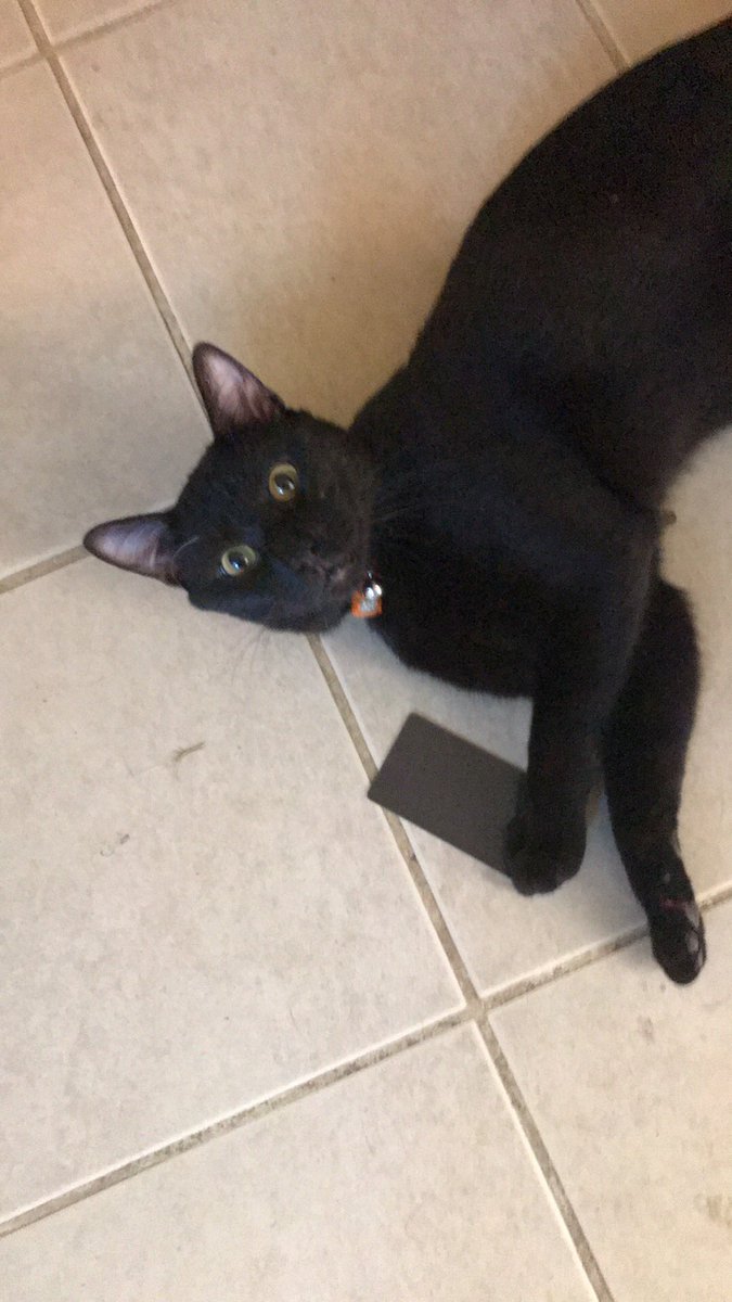 Juggampalo's tweet photo. @ouijv Dope bud! I got a black kitten from a friend at an ICP show last October. Names Ouija Blacc Santa Claws https://t.co/FvRhukfvk9