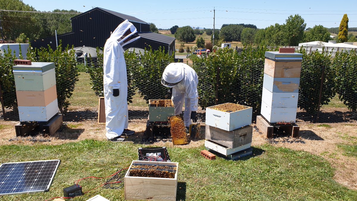 Kiwi innovation on show at Fieldays Online. Judges were buzzing about multi-award winners Hivesite. bit.ly/3kkheGD #mightywaikato #waikatostory
