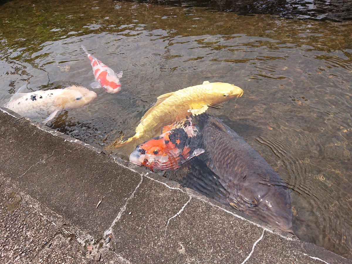 Tomo K 金色の鯉を待ち受けにすれば幸福が訪れる 特に金運 なんていう逸話があったら面白い 鯉 金色 幸運 知覧