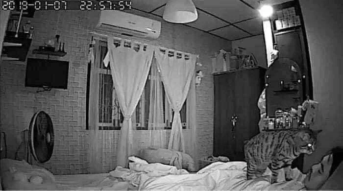 毎晩息苦しさを感じていた男性が、暗視カメラをつけて寝室を撮影した結果。可愛すぎた。