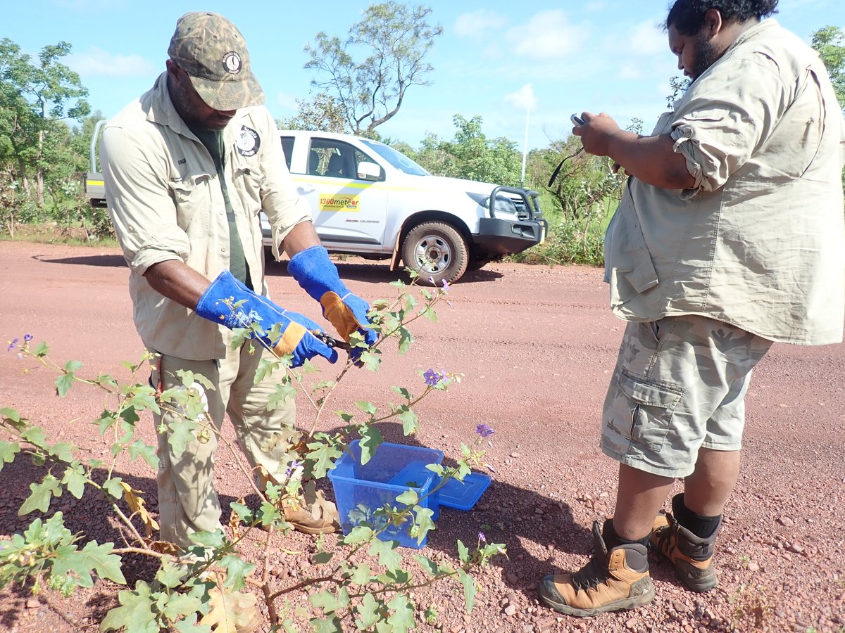 DAFFgov's tweet image. Does a trip to Mornington Island #QLD sound like a dream right now? An unwanted plant species travelled there recently via road fill, but our #biosecurity rangers luckily cut their trip short. Read the full story at: bit.ly/2DvcNrw | #biosecuritymatters