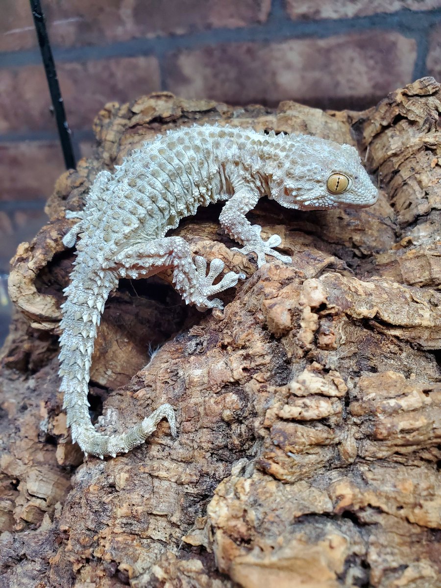 ট ইট র 目黒のペットショップ Prop 新しくお店に来ました情報 ムーアカベヤモリ 別名クロコダイルゲッコー ゴツゴツのカッコいいヤモリです ペアで来てますが雄がしっぽの先曲がってます 東京都目黒区中央町2 37 3 03 5724 3114 目黒区 世田谷