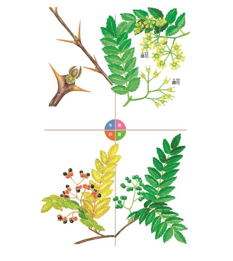 農林水産省 บนทว ตเตอร 日本人と木の付き合いをご紹介する 樹木漫画 リン子の絵日記 から サンショウ をお送りします サンショウの実には爽やかな香りと辛みがあり 色々な料理に使われています 粉山椒 ちりめん山椒 樹木 漫画 イラスト Https T Co