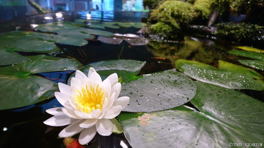 鳥羽水族館 Toba Aquarium Water Lily 睡蓮 日本の川ゾーン 里山コーナーの金魚水槽でwater Lily 睡蓮 スイレン が綺麗に咲き始めました Water Lily とはそのままで 水生のユリ という名前なのですが 分類学的にはユリ ユリ科 は被子植物のなか