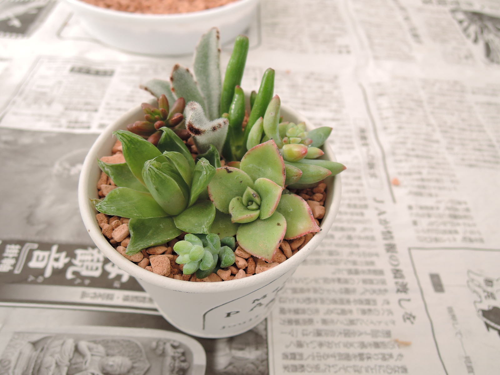 栃木県 とちぎ花センター体験教室 ぷくぷく多肉植物の寄せ植え 8月15日 土曜日 13時30分 参加費1 000円 ころんとかわいらしく管理も楽な多肉植物の寄せ植えを作ります T Co Ioyv7cjvxy 栃木県 花センター 体験教室 T Co