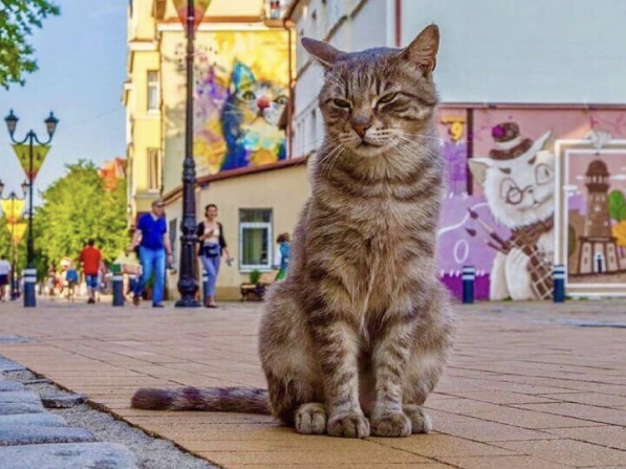 Зеленоградск город котов