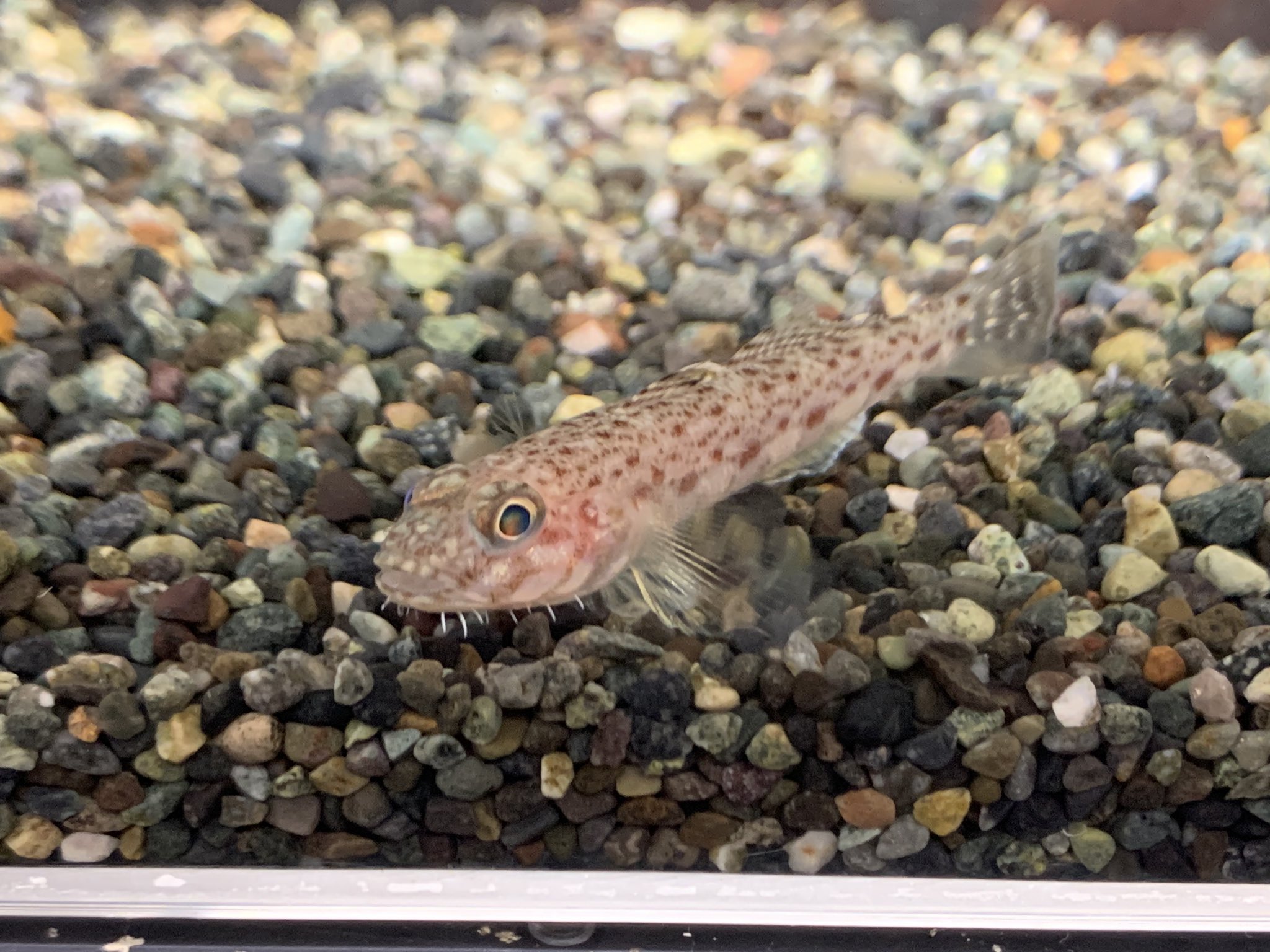 和歌山県立自然博物館 ヒゲのある魚って結構多いんです 有名なオジサンに始まり ヒゲダイやイトヒゲモジャハゼなどなど 魚 によってヒゲの生え方もさまざまです サビハゼのヒゲはどのタイプ くにしま 和歌山のハゼ 和歌山県立自然博物館 ヒゲの話