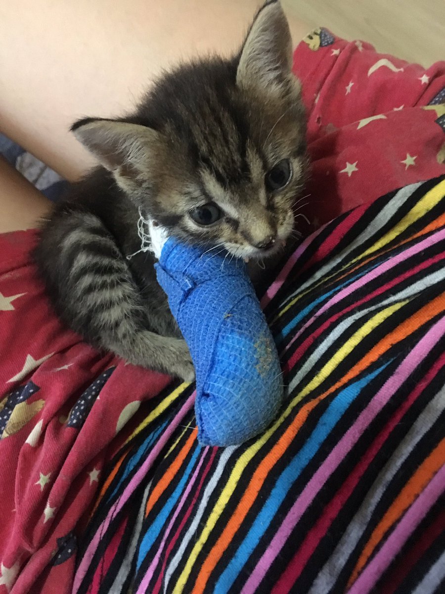 Eveet, bu kez köpek maması yerine kedi mamasına ihtiyacımız var. Çevremde de mamaya ihtiyacı olan  tanıdıklarım olduğundan mamalar çok çabuk bitti. Kedi sayısı çok fazla ve herkese tek başıma yetebilmem çok zor ne yazık ki. O yüzden profildeki linkten mama gönderebilir misiniz?