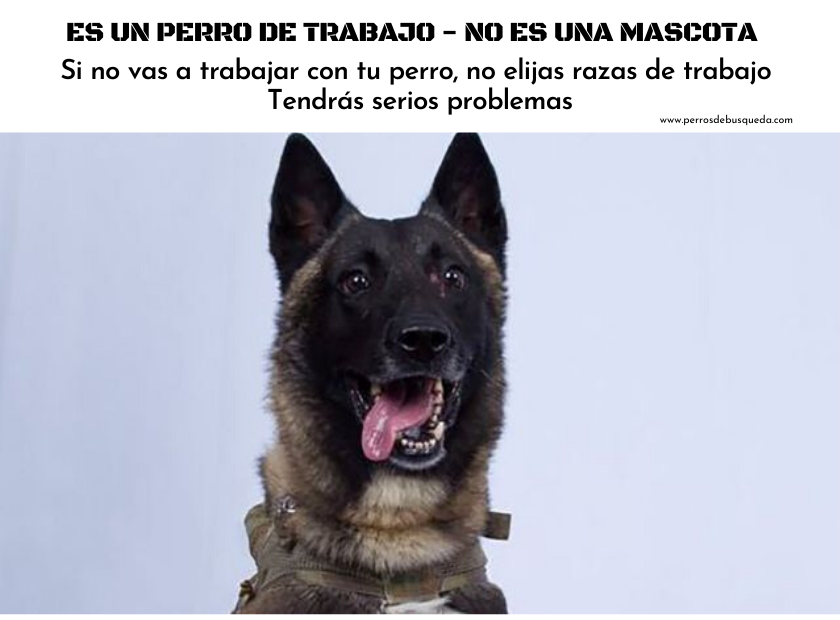 PerrosdBusqueda's tweet photo. No nos cansaremos de repetirlo. Ni mali, ni pastor alemán, ni border collie... Si no vas a trabajar, ¡no elijas una raza de #perrosdetrabajo! Tendrás #problemas y luego llegan los #regaloperro y los #abandonos https://t.co/hP7P1DFOch