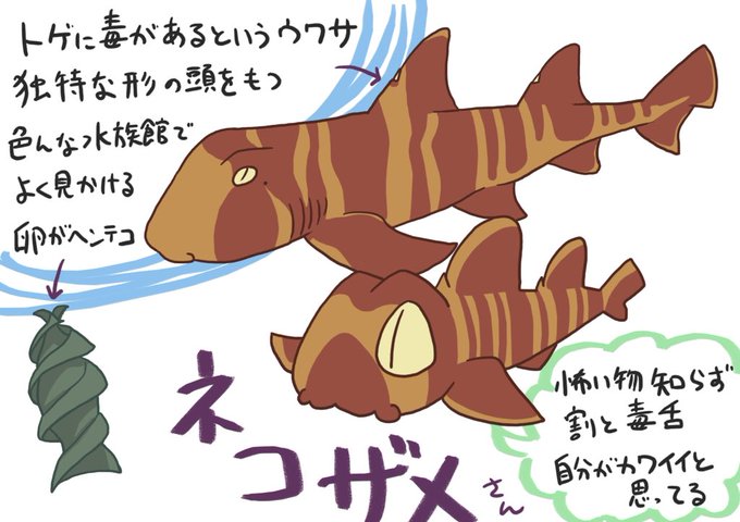 ネコザメのtwitterイラスト検索結果 古い順 ネコザメのtwitterイラスト検索結果 古い順