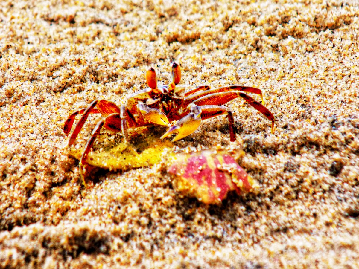 IN_OWN_STYLE's tweet photo. Ghost crab 🦀 😄
#photography📷 #macro #macros #macrophotography #macro_captures_  #crab #naturelover #naturephotography #naturelovers #sand #seabeach #photographylovers #photosofindia #photosinbetween #photosinownstyle https://t.co/O8bdjrAXQV