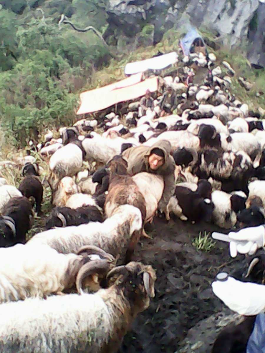 dillibro's tweet photo. Few years ago, somewhere high in the mountain, in the Giling lekh, Gorkha, after 7 days trekking and two night stay in the small shelter with the sheep herders, in monsoon season. #mountain #trekking #fieldwork #monsoon #remote mountain area. #village life. #Nepal https://t.co/JNB3JIIS02