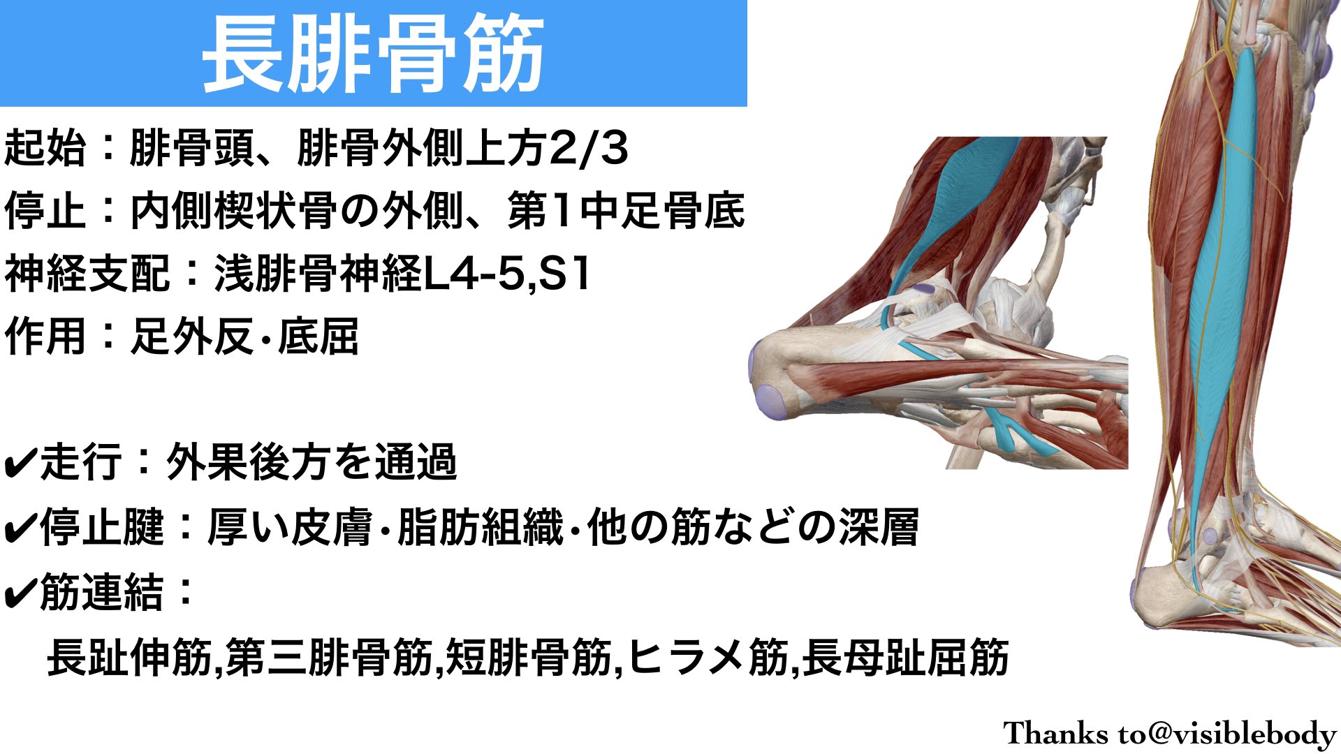 長腓骨筋 Twitter Search Twitter