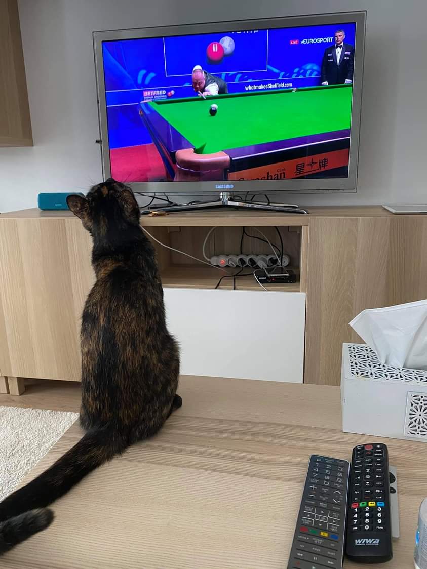 lovselby's tweet photo. John Higgins #147max 🐈😁
#snooker #WorldChampionship 
📷 Kurier Snookerowy https://t.co/o3yJcxscAl