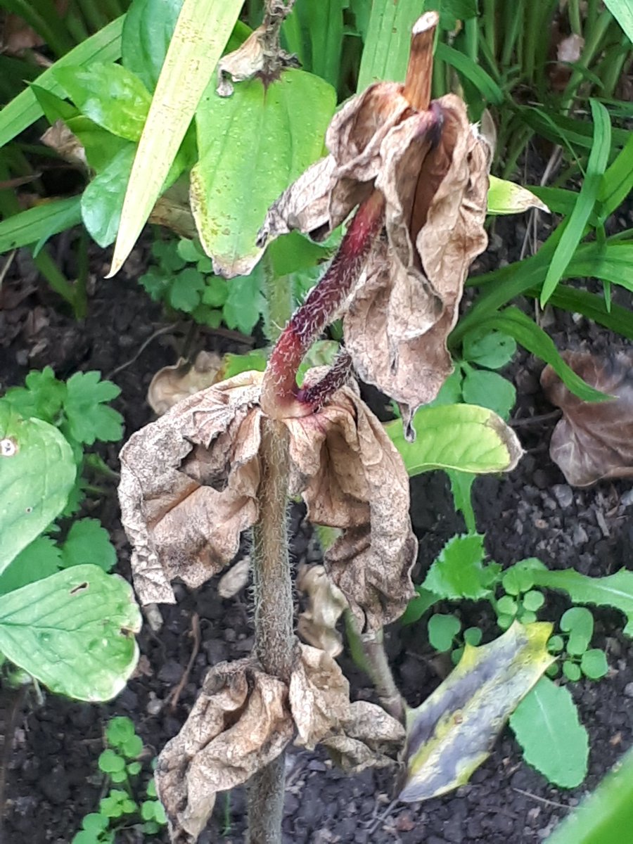 aNorthernGarden's tweet photo. @Concraigsmith Half my zinnias have gone like this #plantfail https://t.co/jXPIzfNisH