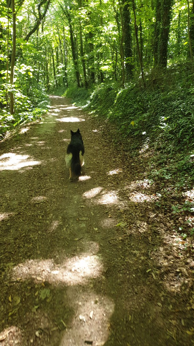 Its a beautiful Thursday in East Sussex! Perfect, cool walk in Friston Forest. For any pet care needs please contact me jen@eastsussexpetcare.co.uk