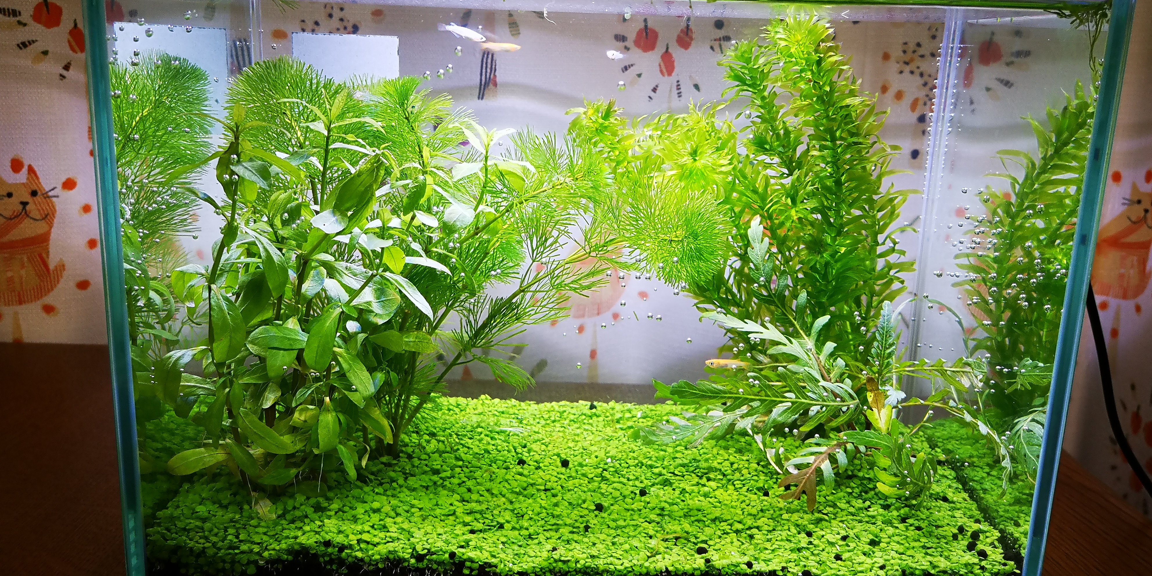 つくたん ご無沙汰です Tsukutann Twitter