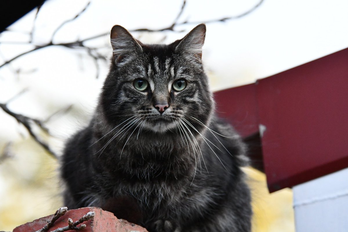 DustyPee's tweet photo. New #backyardcat, who dis? https://t.co/QDU3RelE5g