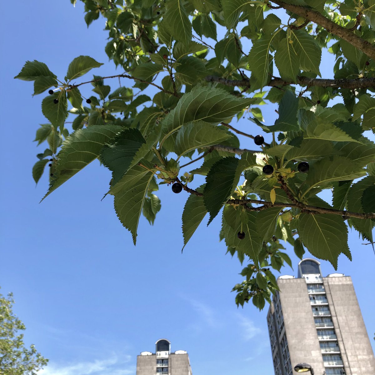 leaftoleaf's tweet photo. Tree of the Day π³
A Snow Goose (Prunus umineko), on #KenningtonCommon @KenParkFriends. Shading paths between #JohnRuskinStreet & #HillingdonStreet Tranferring public welfare values from the E&C thru the #HeygateLegacy, because every tree, leaf, human & companion species count π https://t.co/nGd3I27IMW