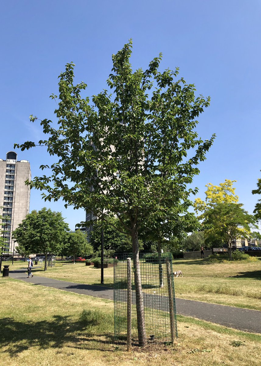 leaftoleaf's tweet photo. Tree of the Day π³
A Snow Goose (Prunus umineko), on #KenningtonCommon @KenParkFriends. Shading paths between #JohnRuskinStreet & #HillingdonStreet Tranferring public welfare values from the E&C thru the #HeygateLegacy, because every tree, leaf, human & companion species count π https://t.co/nGd3I27IMW